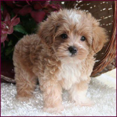 Check spelling or type a new query. Apricot maltipoo puppy wanted after 15th July | Durham, County Durham | Pets4Homes