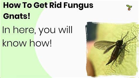 How To Get Rid Fungus Gnats 2021 Youtube