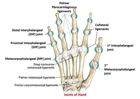Other Joints Of Upper Limb Wrist Metacarpophalangeal And