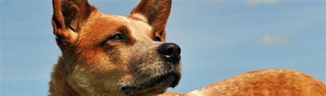 Snake bites are not always easy to diagnose, especially if it was an unobserved bite and if the dog has a heavy fur coat that may hide puncture wounds. Snake Bite Symptoms in Dogs - When to Seek Help - PETstock ...