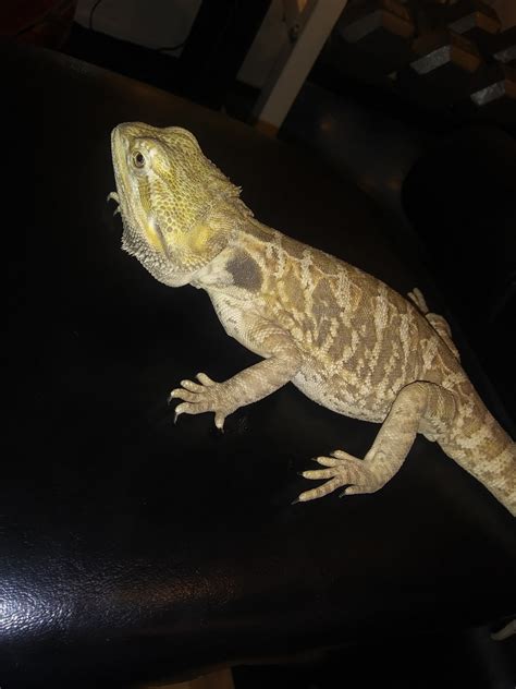 Bearded Dragon Reptiles For Sale Fredericksburg Va 266921