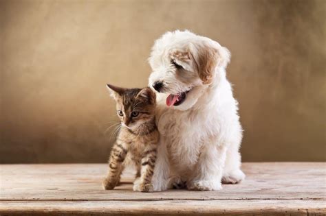 Kitten Versus Puppy Which Is Better Which Would Suit You Best
