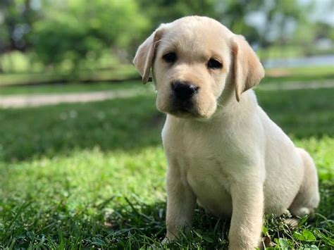 Available texas puppies for sale. Best Lab Breeder - Yellow - Silver - Champagne - Charcoal ...