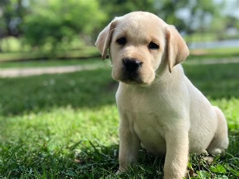 And where can you find puppies? Best Lab Breeder - Yellow - Silver - Champagne - Charcoal ...