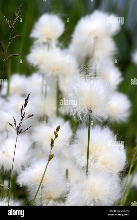 Alaska Cotton Grass Eriophorum Angustifolium Alaska Cotton Grass Is