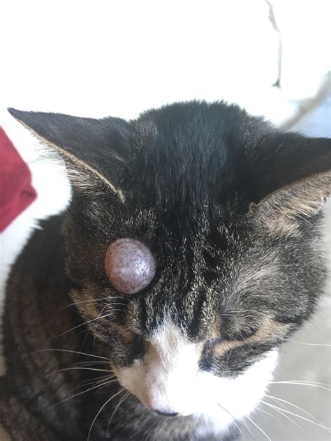 My adventures with cat abscess home treatment, using hydrogen peroxide and ozonated olive oil. This thing on my cat's head. : popping