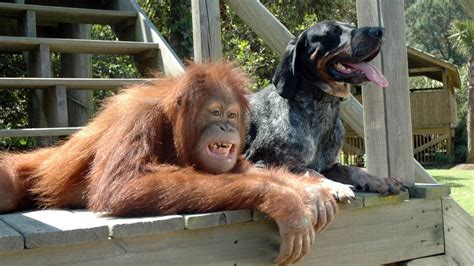 Animal Love Photos Unlikely Animal Friends National