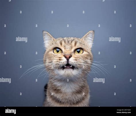 Cute Tabby Cat Meowing Looking At Camera Portrait On Gray Background