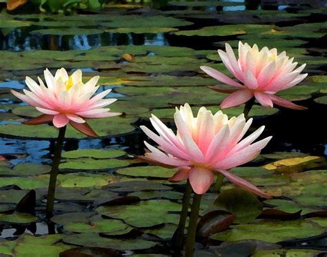 Pink Water Lilies Photograph By Fran James Fine Art America