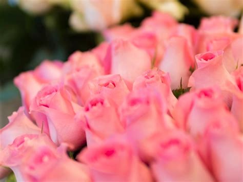 Free Photo Delicate Pink Rose Bouquet Close Up