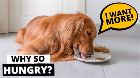 Why Are Dogs Always Hungry
