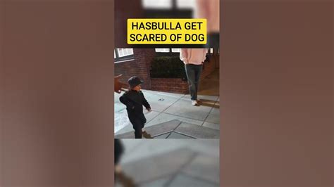 Hasbulla Vs Dog Shorts Viral Funny Hasbulla Subscribe Trending