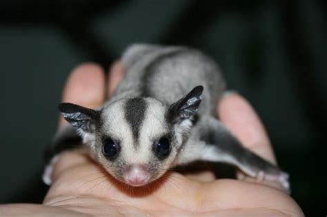 The Sugar Glider The Tiniest Adorable Est Marsupial