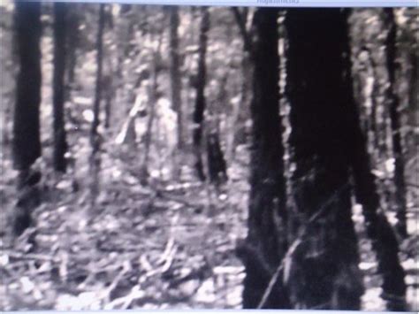 Stalking The East Texas Sasquatch 0525 By The Big Thicket Watch