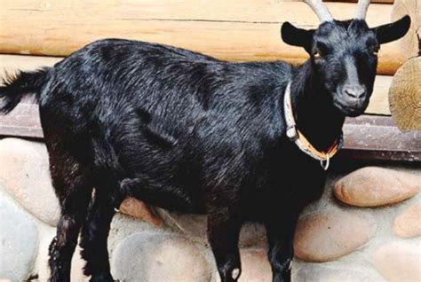 10 Most Demanding Goat Breeds For Milk And Meat In India