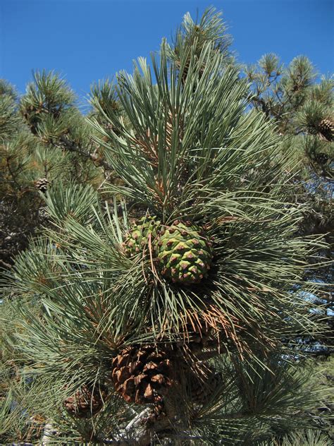 Filetorrey Pine Cones Wikipedia
