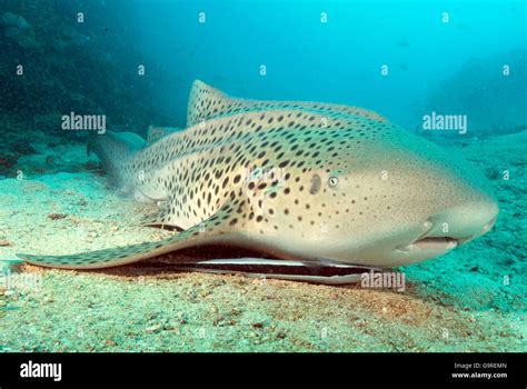 Zebra Shark Phuket Andaman Sea Thailand Stegostoma Fasciatum
