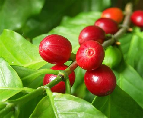 Coffea Description Genus Coffee Species And Facts Britannica