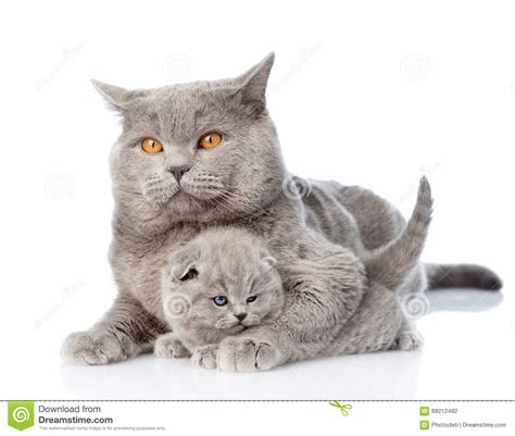 Adult Mother Cat Hugging A Newborn Kitten Isolated On White Stock