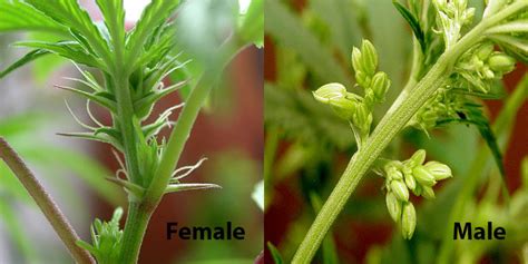 how to check if your cannabis plants are male or female
