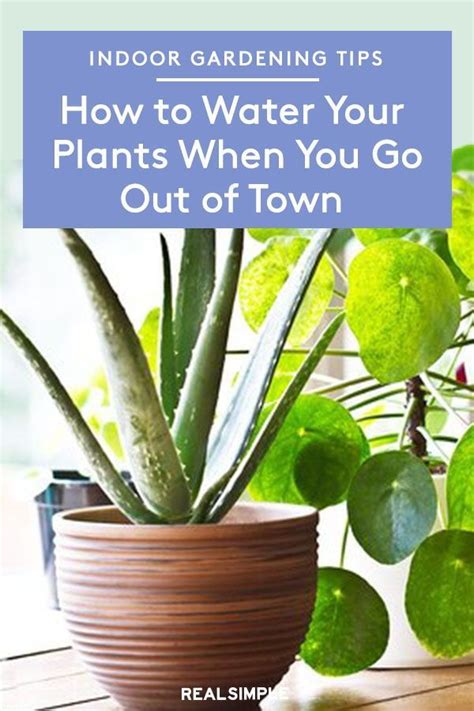 How To Water Your Plants When You Go Away Plants Outside Plants