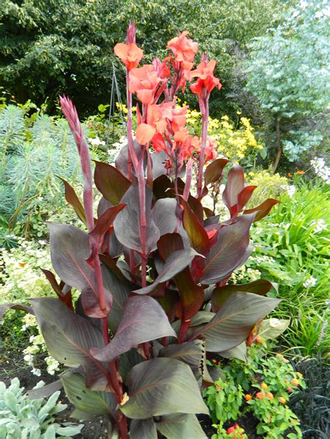 There are hundreds of varieties of cannas, ranging in color and size. Canna 'Australia' ⋆ Global Granary