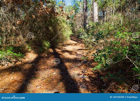 Hiking Path In The East Texas Piney Woods Editorial Stock Image Image