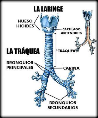 Forma parte de las vías respiratorias inferiores y conduce el aire. TAREA CUERPO HUMANO