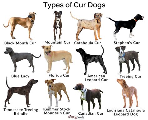 Cur Dog Breeds List Types And Pictures