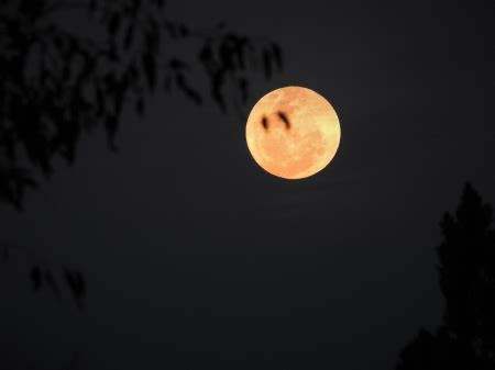 Took this photo last night the moon was huge and orange. Sad Moon - Sky & Nature Background Wallpapers on Desktop Nexus (Image 2433625)
