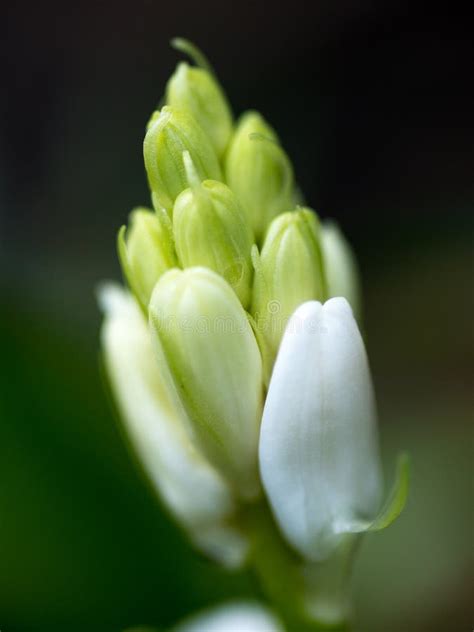 Fiore Di Campana Bianco Prima Di Fioritura Di X28 Persicifolia X29