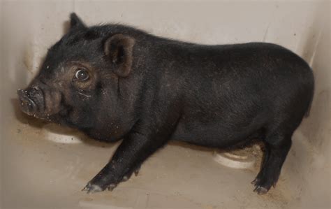 Pictures Of Pot Belly Pigs Clashing Pride