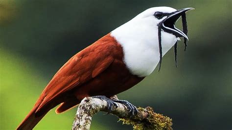 10 Most Amazing Unique Birds In The World Otosection