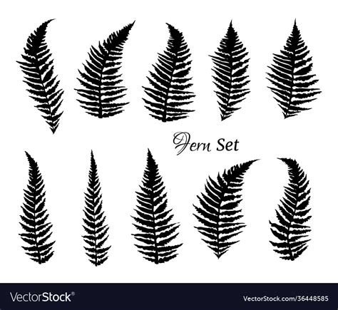 Fern Branch Set Silhouettes Leaves Royalty Free Vector Image
