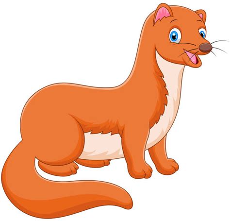 Cartoon Of The Stoat Illustrations Royalty Free Vector Graphics And Clip