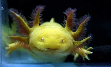 How Long Can An Axolotl Survive Out Of Water Animal World Facts