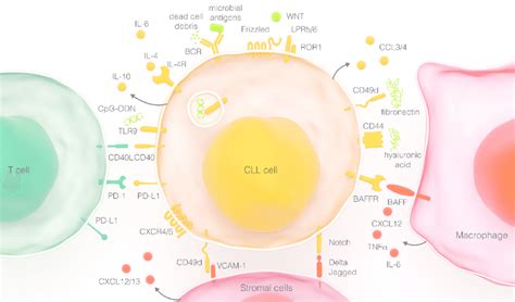 Chronic Lymphocytic Leukemia Cll Cells Interact With Soluble