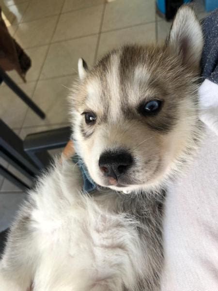 Buy siberian husky puppy and get the best deals at the lowest prices on ebay! Adorable Purebred Siberian Husky Puppies | Bloemfontein Siberian Husky Puppies | Dog Breeders ...