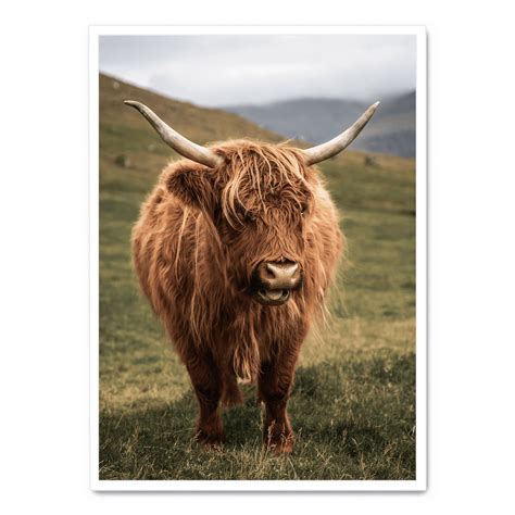 Highland Cattle On Field Poster Posteraart