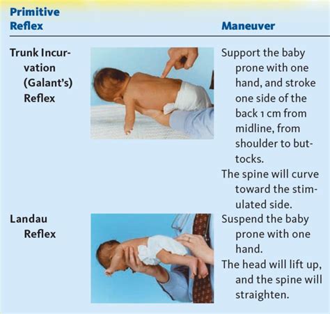 Primitive Reflexes In Infants And Adults Need To Integrate Primitive