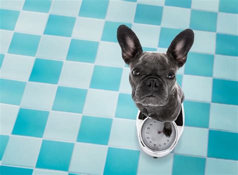 French bulldogs are playful dogs. What-Is-The-Ideal-French-Bulldog-Weight-90 - Ask Frankie