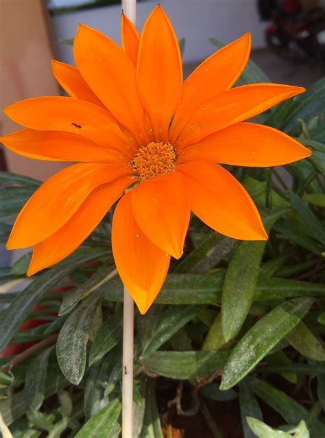 Orange or yellow | Plants, All flowers, Flowers