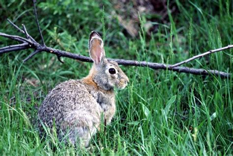 Eastern Cottontail Rabbit Care Sheet Here Bunny