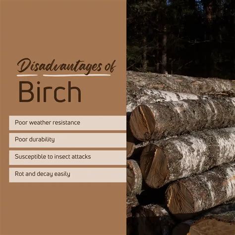 Is Birch Good For Outdoors Heres The Truth Woodworkly