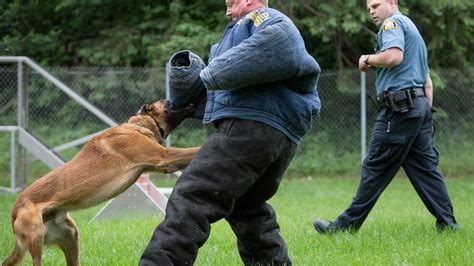 Are K9 Dogs Trained To Kill