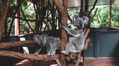 Lone Pine Koala Sanctuary Kennigo Hotel Brisbane