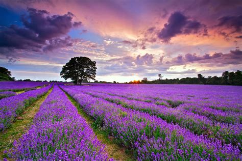 Field England lavender landscape flowers wallpaper | 1920x1280 | 429376 | WallpaperUP