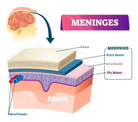 Brain Anatomy And How The Brain Works Johns Hopkins Medicine Brain