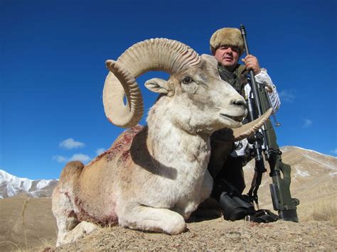 10 Day Tian Shan Argali And Mid Asian Ibex Hunt