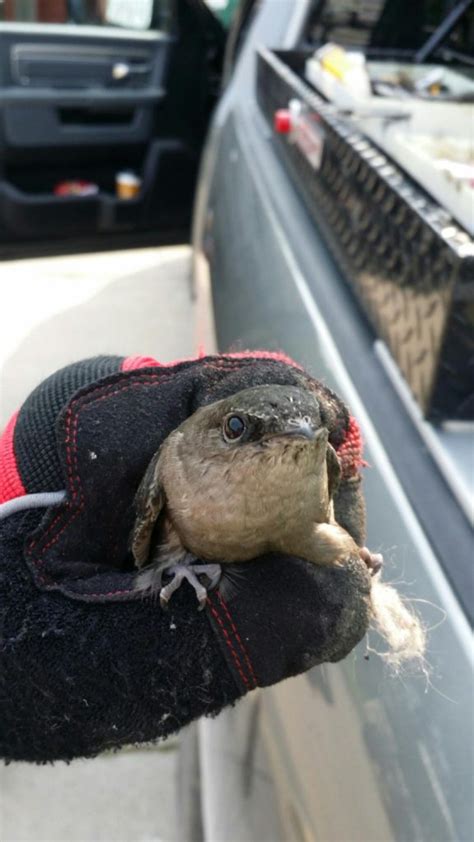Trouble with the tv, mobile phone issues or is the internet down? Chimney Swift Removal Macomb County, MI - Michigan Bat ...